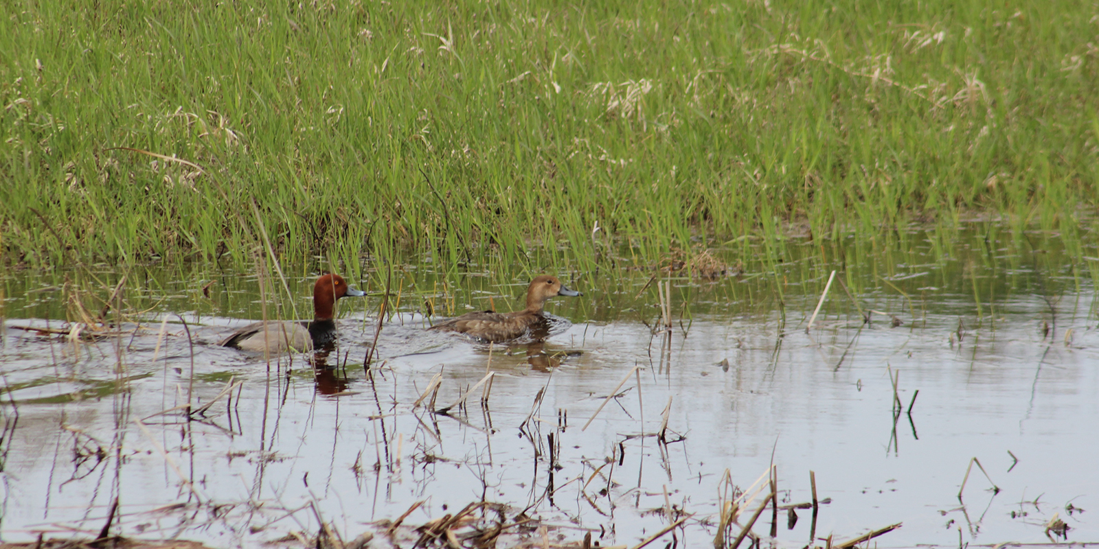 Red Heads